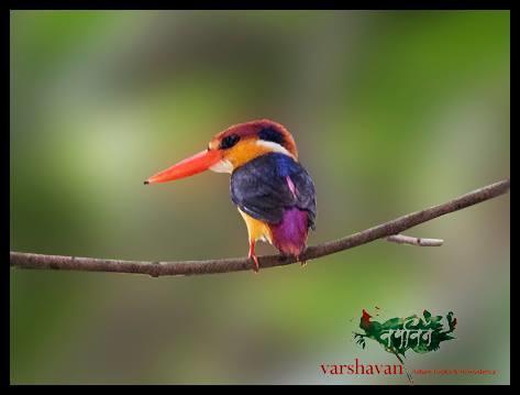 Готель Varshavan- Nature, Hobby And Art Residency Даполі Екстер'єр фото